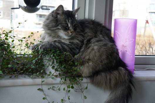 Var ska man ligga om inte på en kruka?