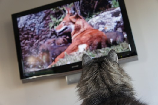 När man ska carpe den där jäkla diem