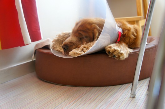 Veckans fredagslåt, Håkan edition