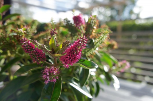 Höstromantik inkl rövhålsteori