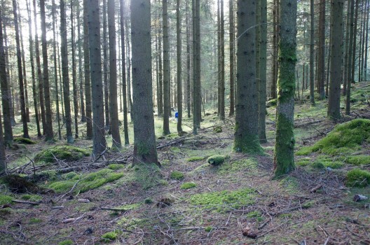 Tillbaka till naturen