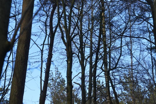 Ljuset