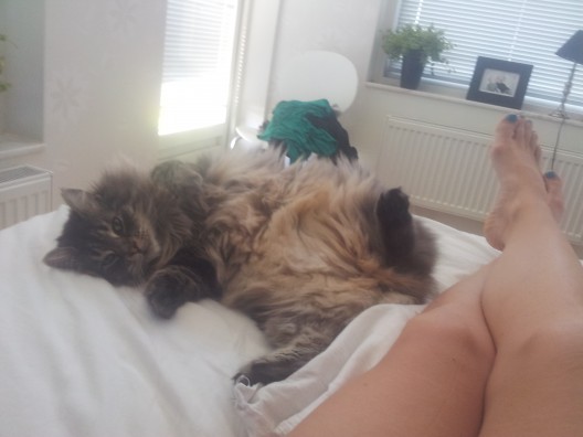God morgon