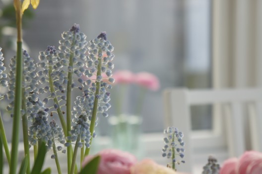 Vårblommor